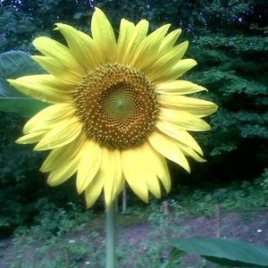 Meet your Posher, Shirley